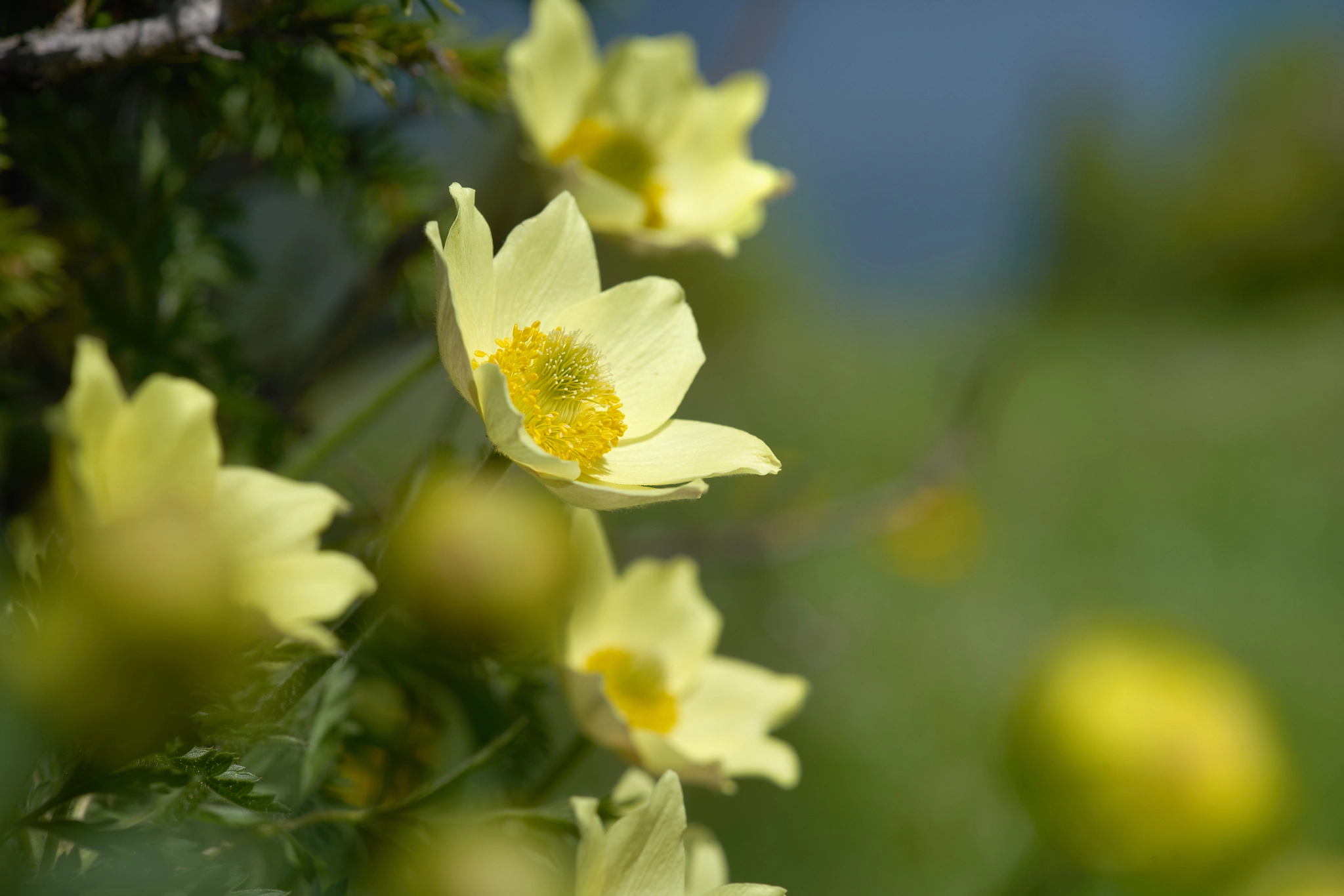 Sony a99 II + Minolta AF 100mm F2.8 Macro [New] sample photo. Anemoni (2) photography