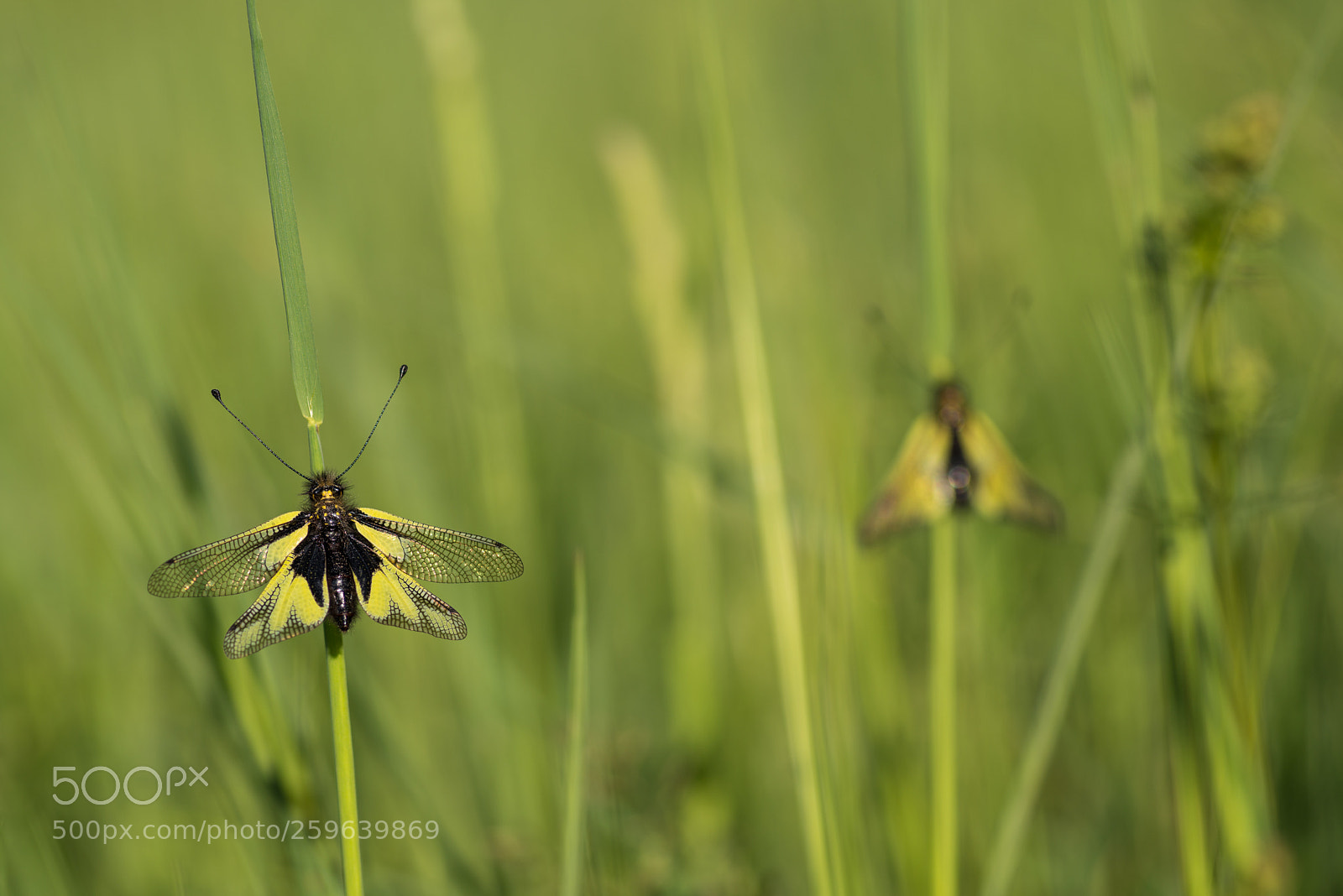 Pentax K-1 sample photo. Owlfly photography