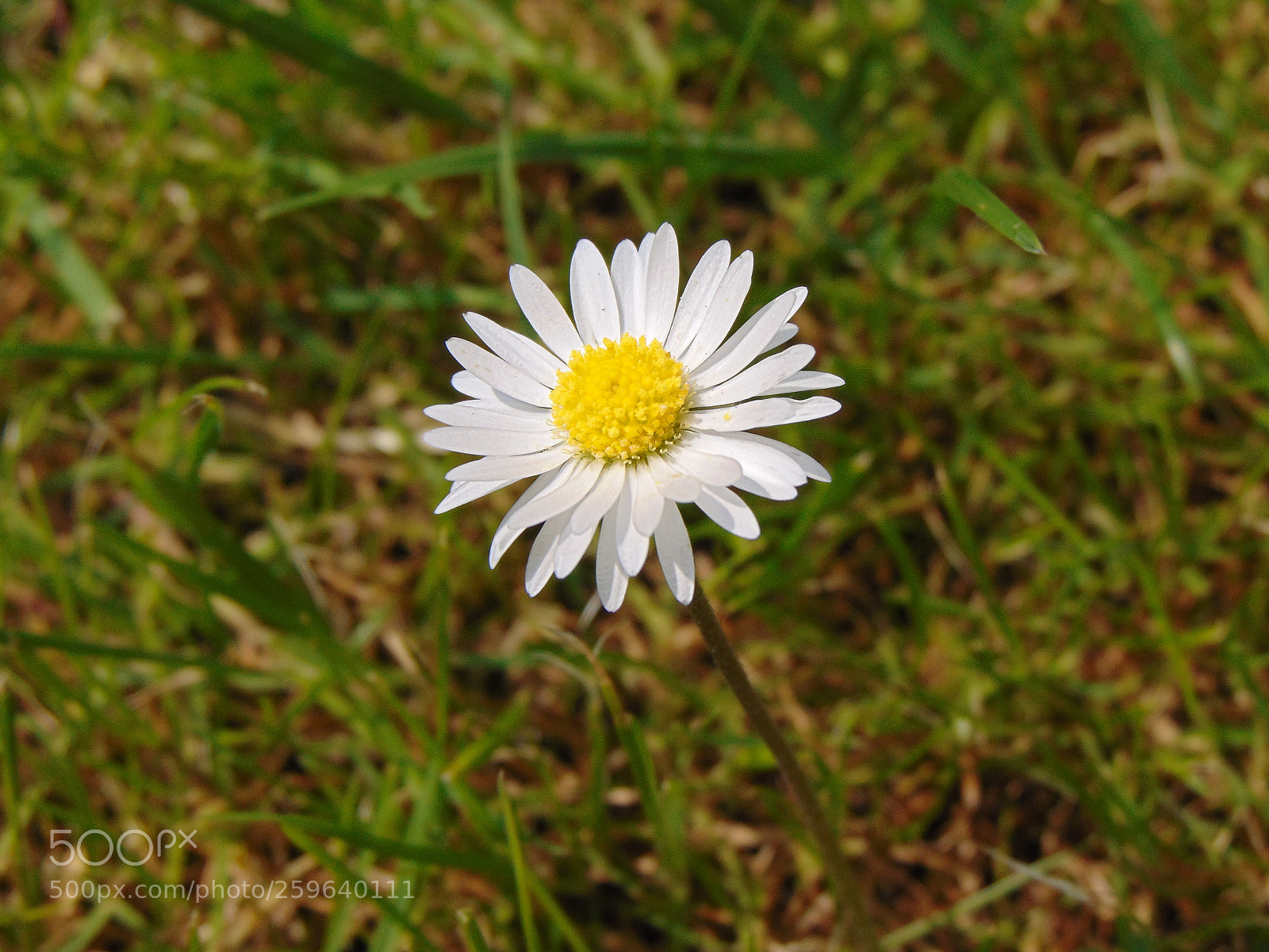 Sony Cyber-shot DSC-H300 sample photo. Dsc photography