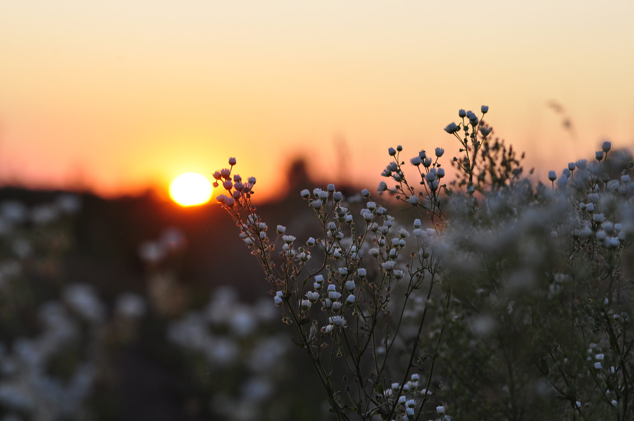 Nikon AF-S Nikkor 85mm F1.8G sample photo. Last light photography