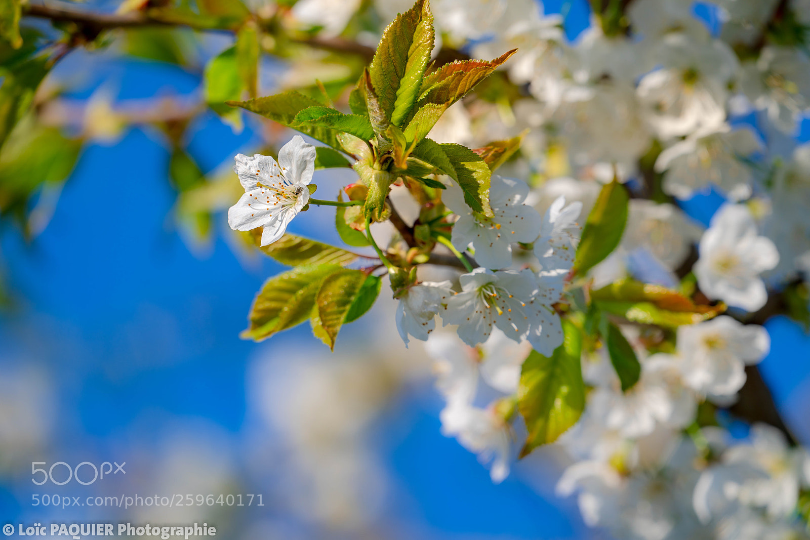 Sony a7R II sample photo. Fleures printanière photography