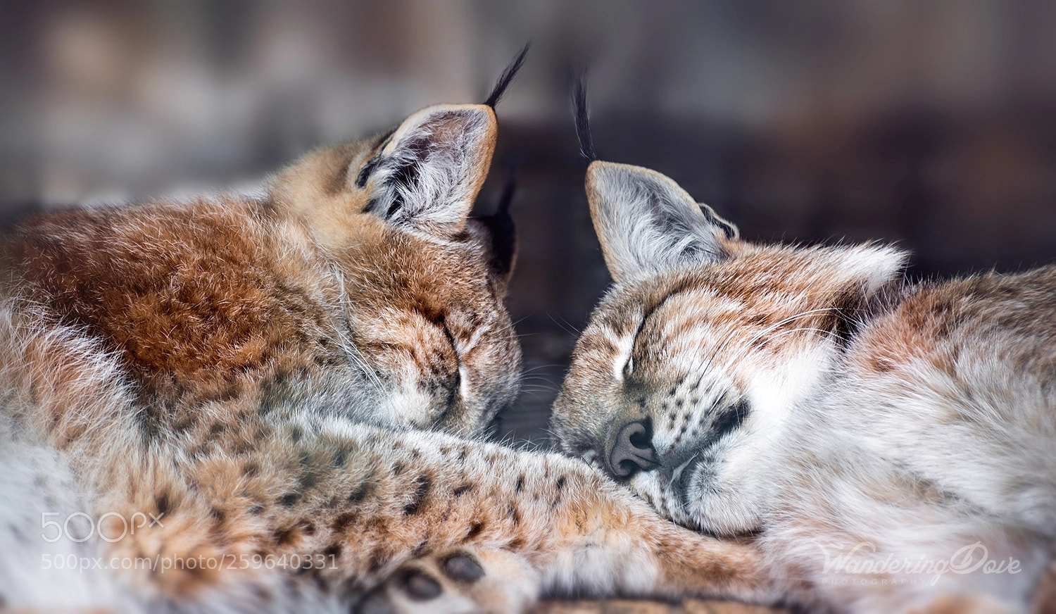 Nikon D3200 sample photo. The midday sleep photography