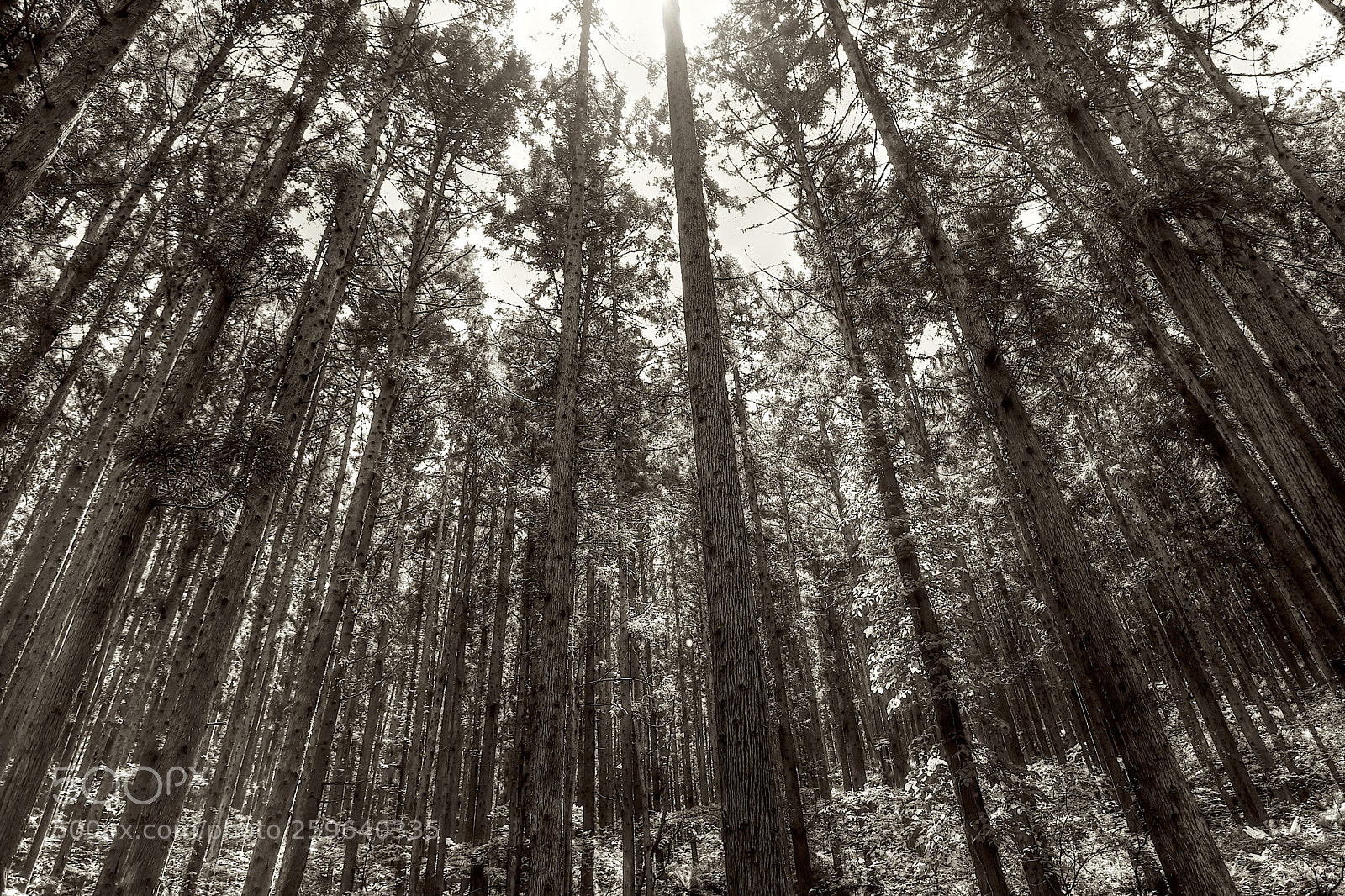 Canon EOS 6D Mark II sample photo. Trees photography