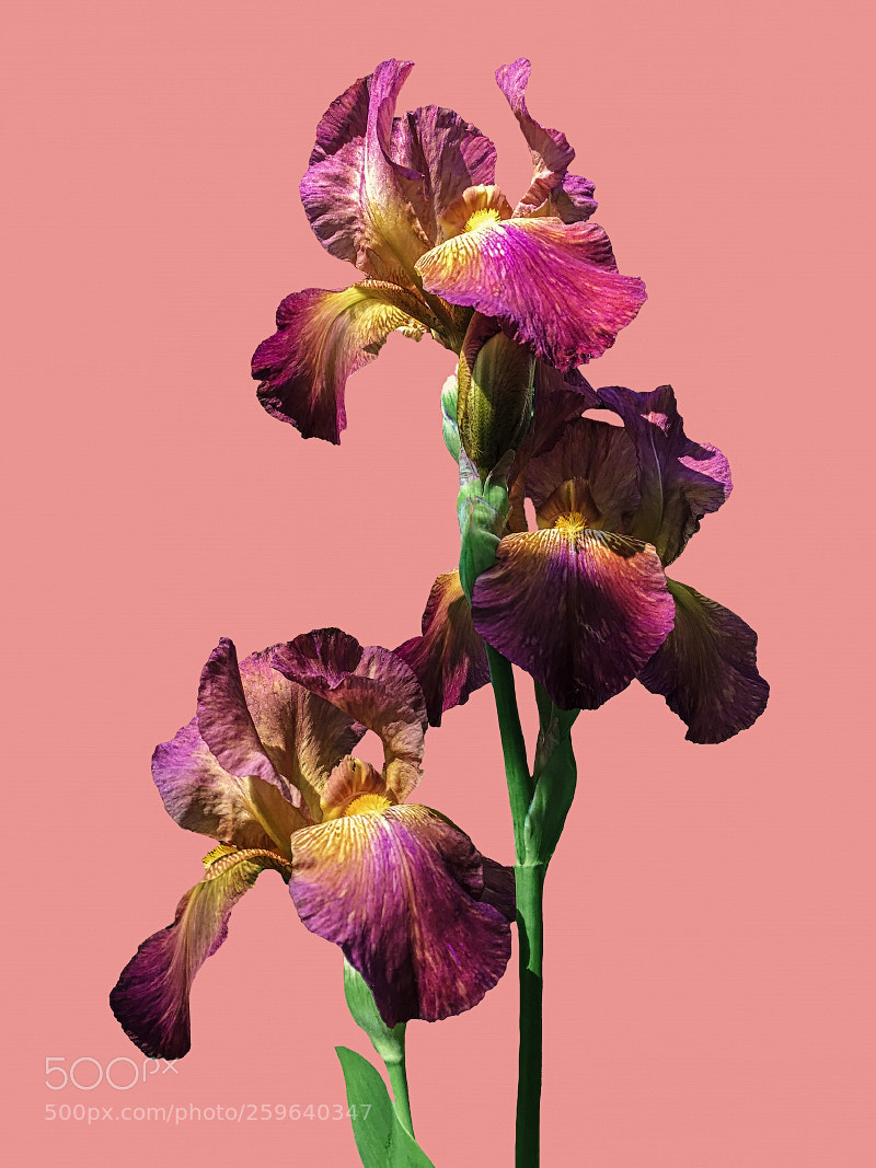 Apple iPhone SE sample photo. The elegance of iris photography