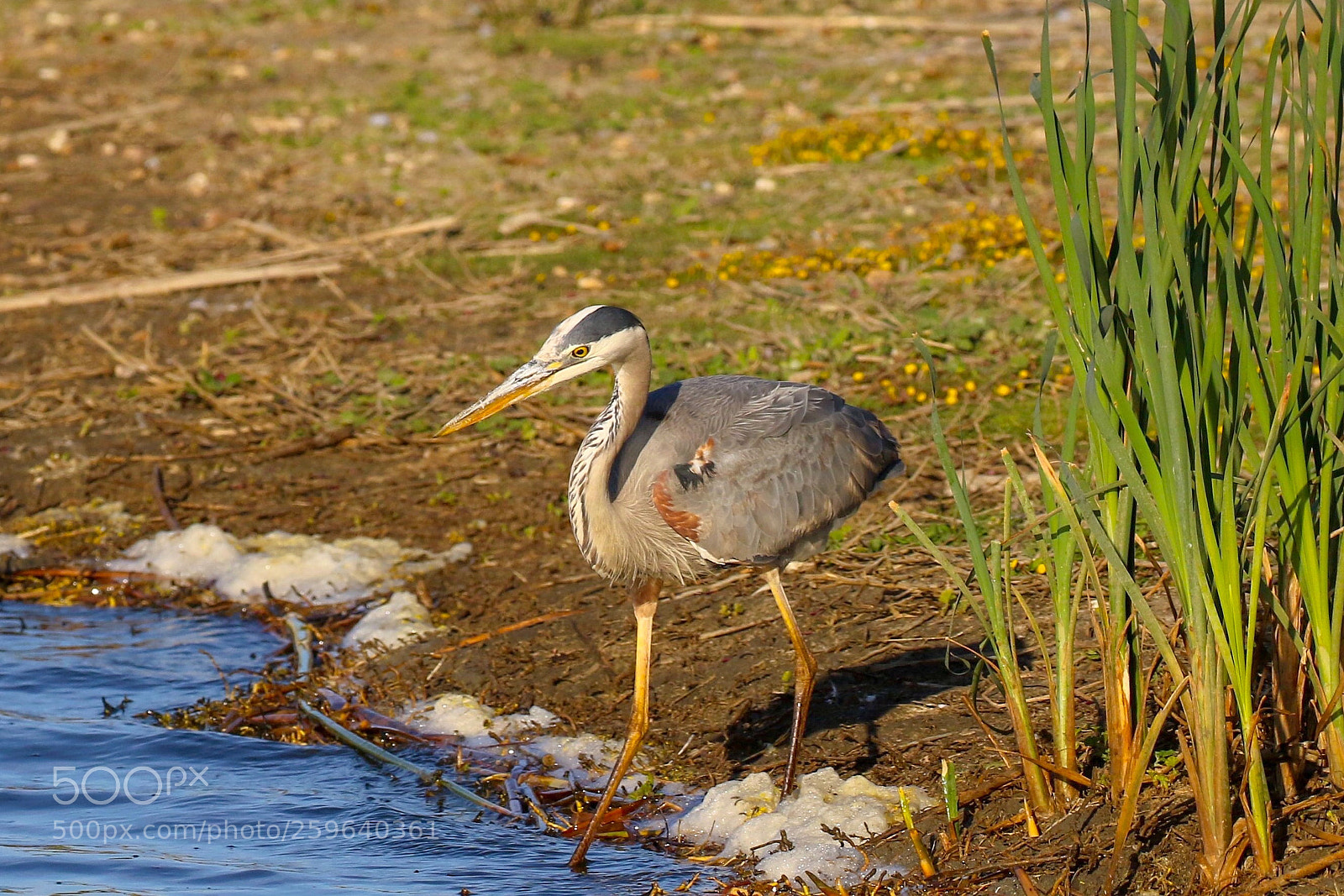 Canon EOS 7D Mark II sample photo. Great grey heron photography