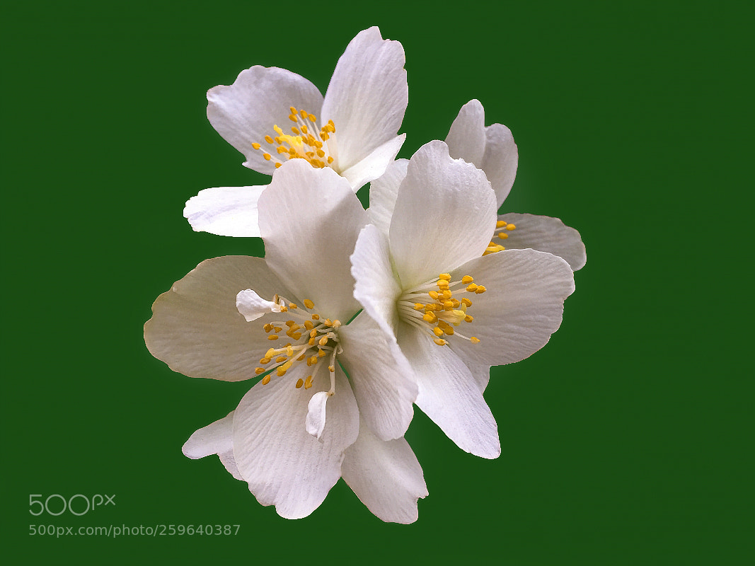 Apple iPhone SE sample photo. Delicate jasmine flower photography
