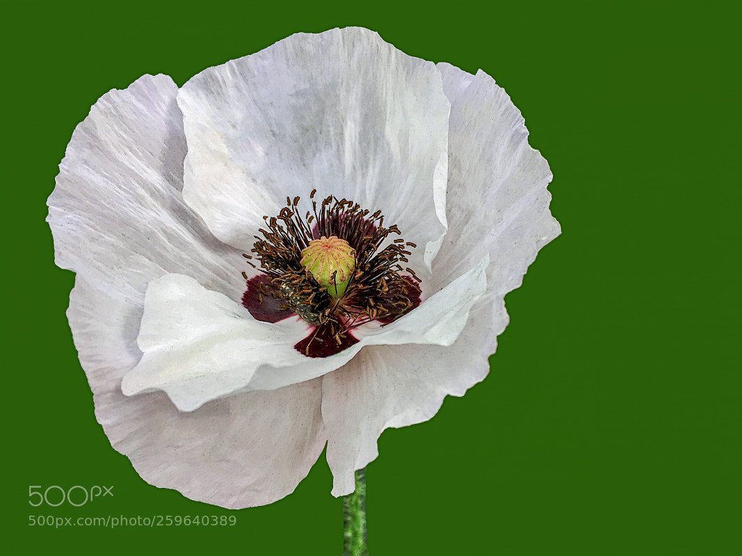 Apple iPhone SE sample photo. White poppy photography