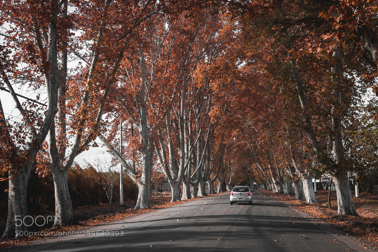 Nikon D7200 sample photo. Otoño en alvear photography