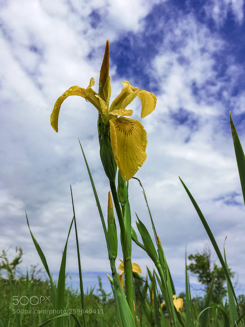 Apple iPhone SE sample photo. Wild iris flower photography