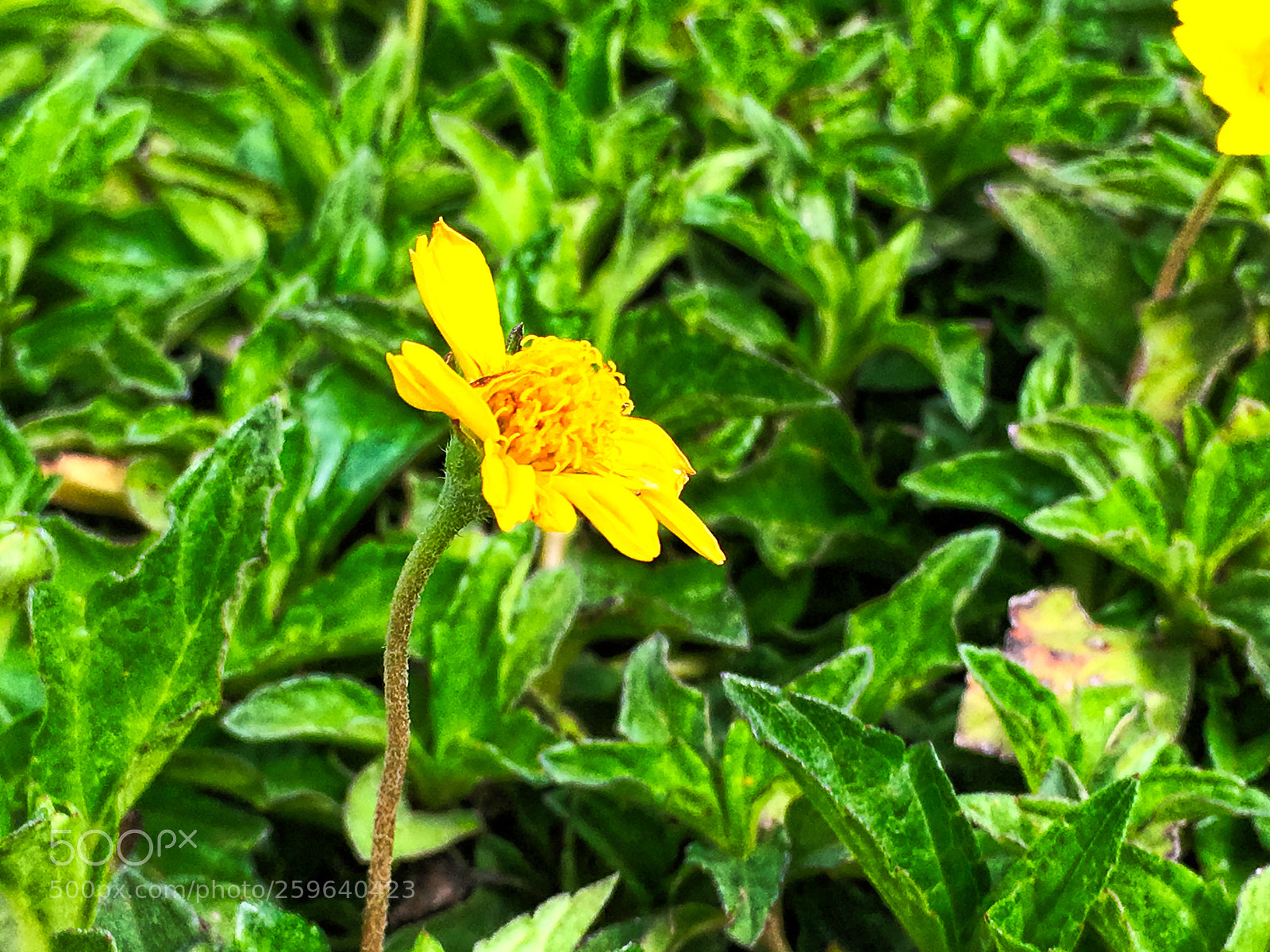 Apple iPhone SE sample photo. Garden photography photography
