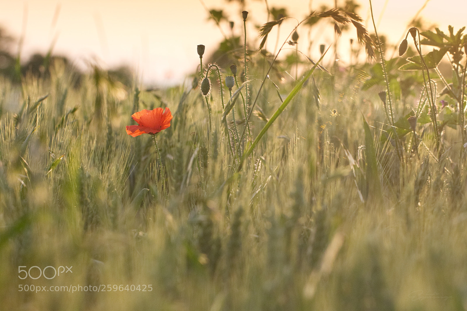 Canon EOS 70D sample photo. Poppy in the sun photography