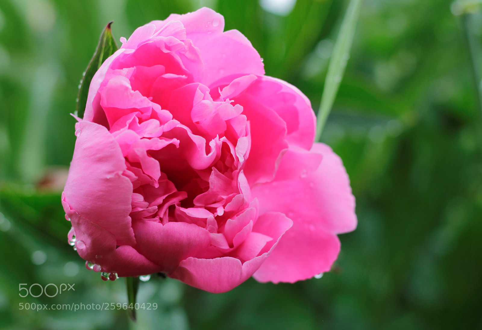 Canon EOS 60D sample photo. Pivoine photography