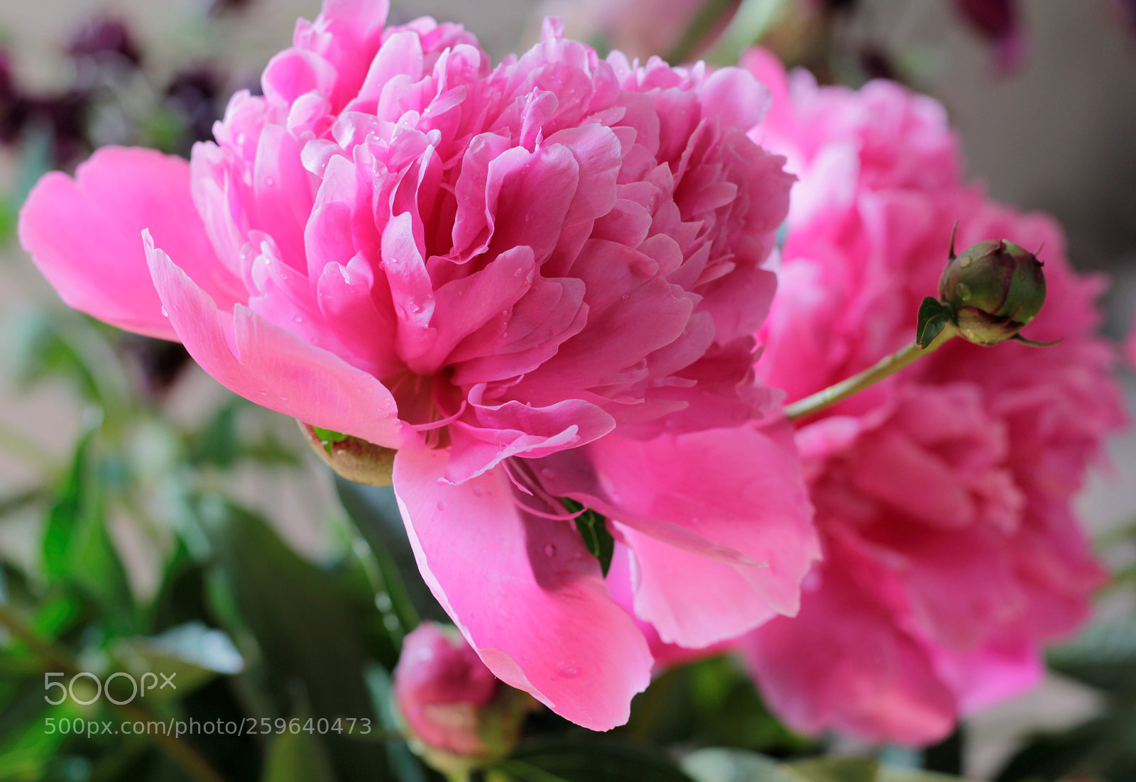 Canon EOS 60D sample photo. Pivoine en couple photography