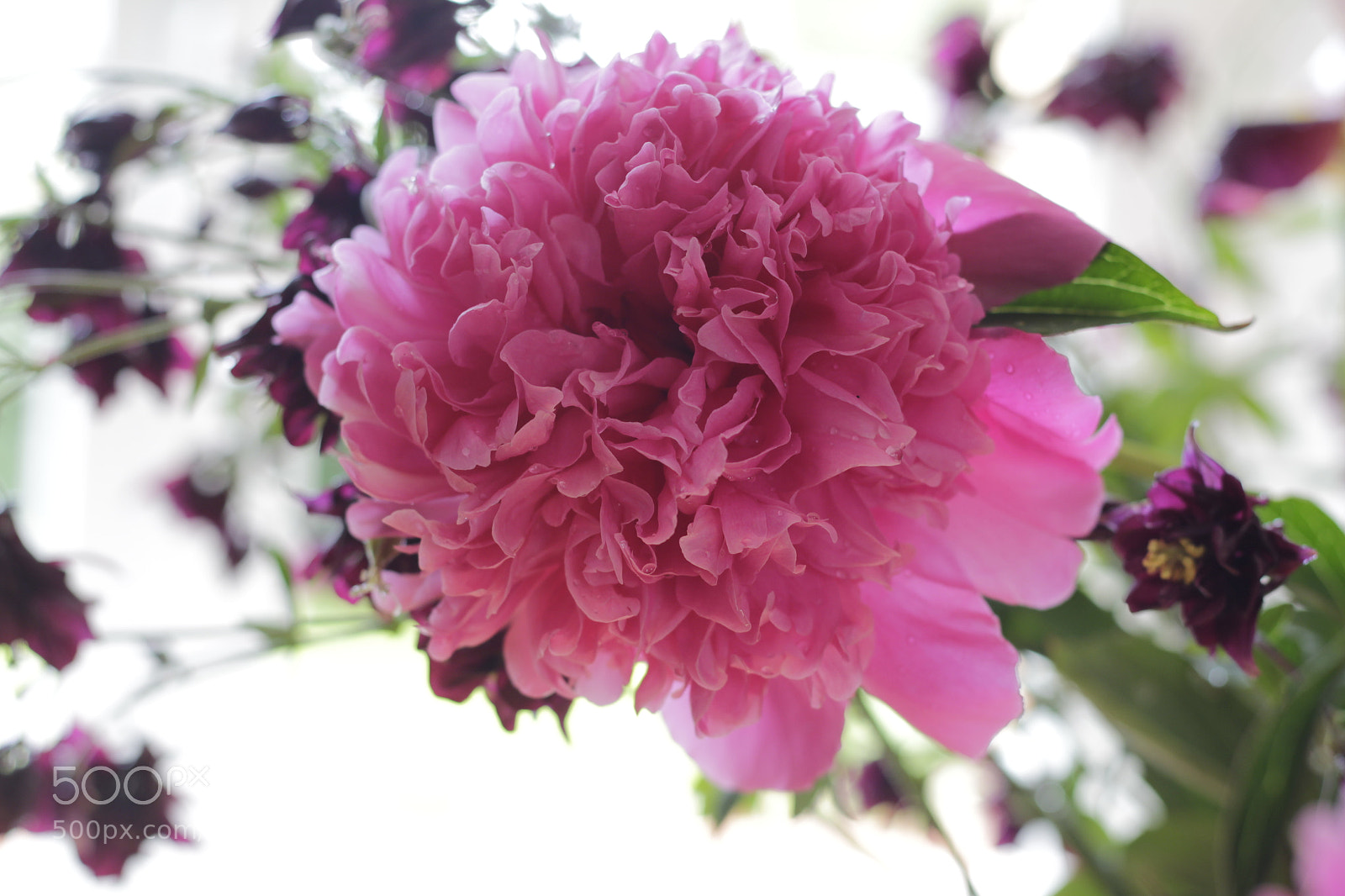 Canon EOS 60D + Canon EF 50mm F1.8 STM sample photo. Pivoine bien entourée photography