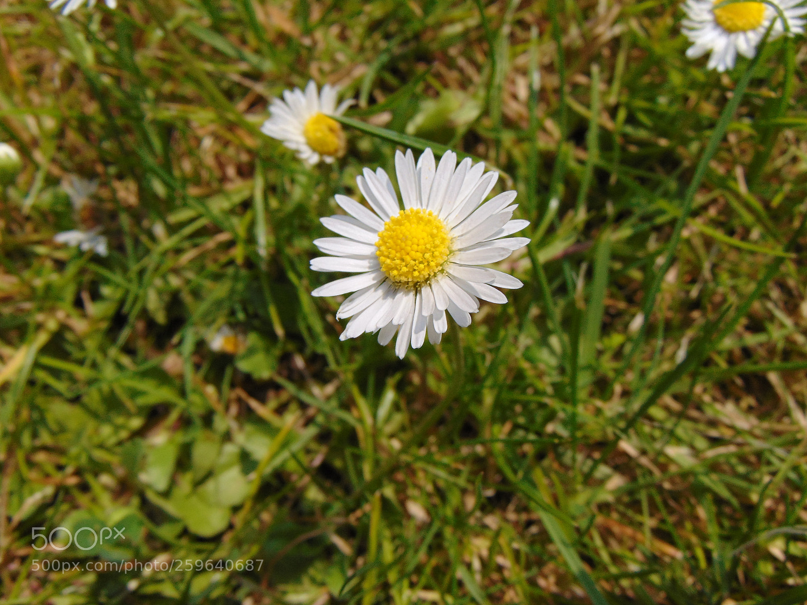 Sony Cyber-shot DSC-H300 sample photo. Dsc photography