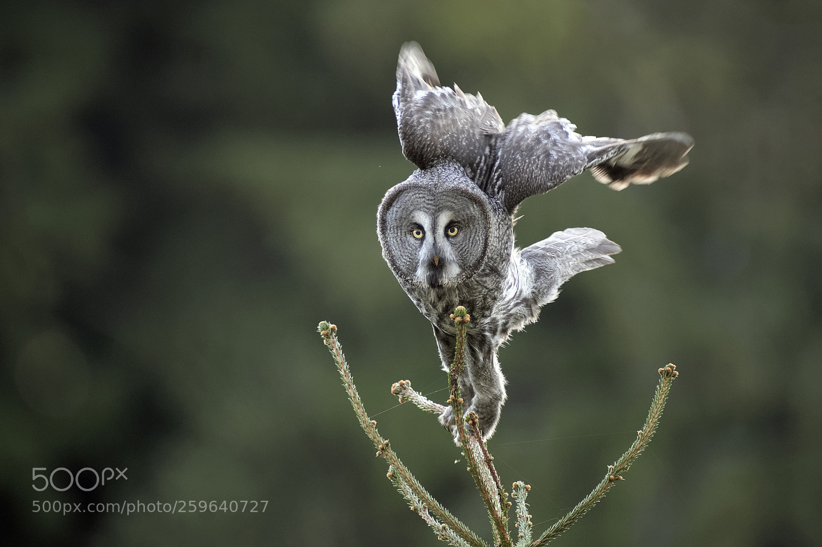 Pentax K-3 sample photo. Great grey owl photography