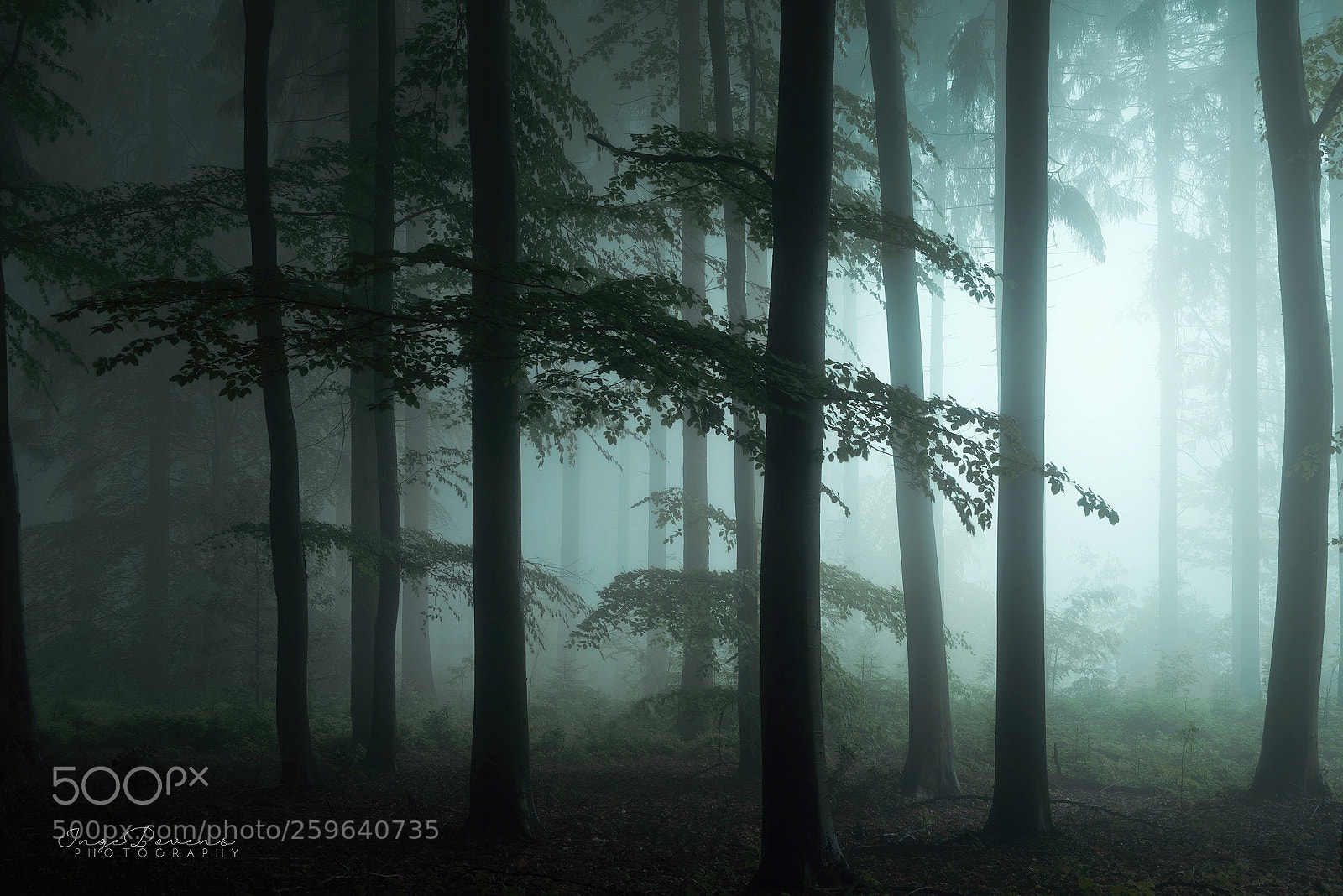 Nikon D750 sample photo. The forest awakens. photography