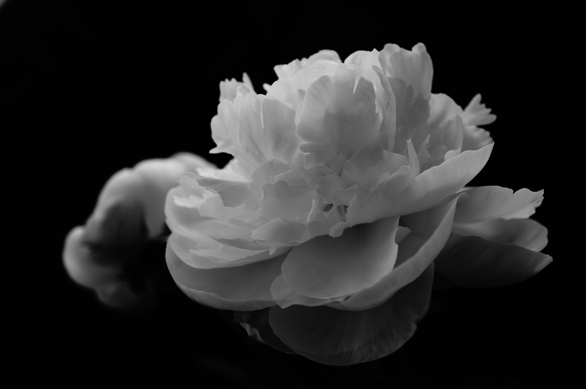 Sony Alpha NEX-5T sample photo. Peony photography