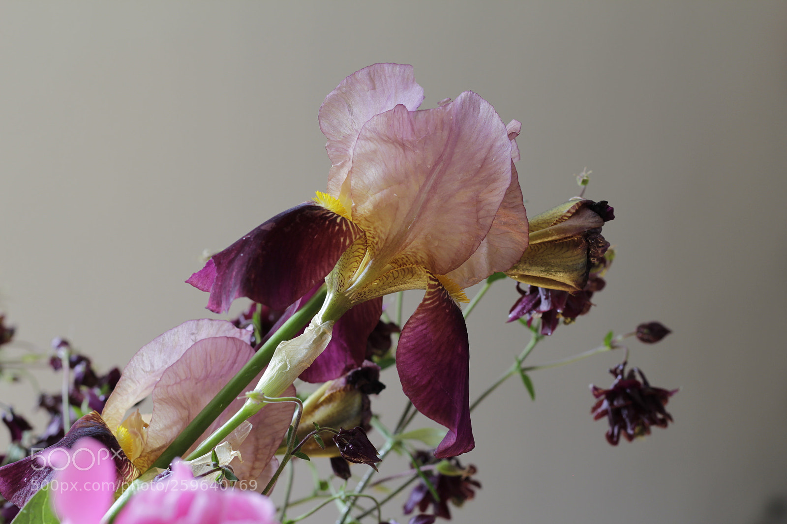 Canon EOS 60D sample photo. Iris parmi les fleurs photography