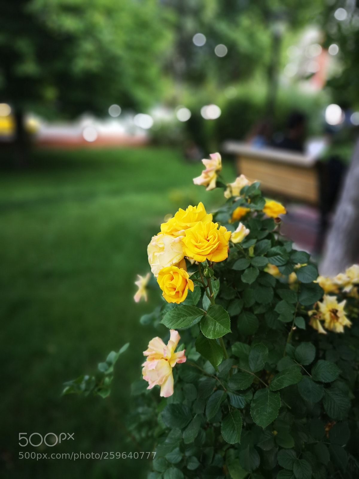 HUAWEI CLT-L09 sample photo. Untitled photography