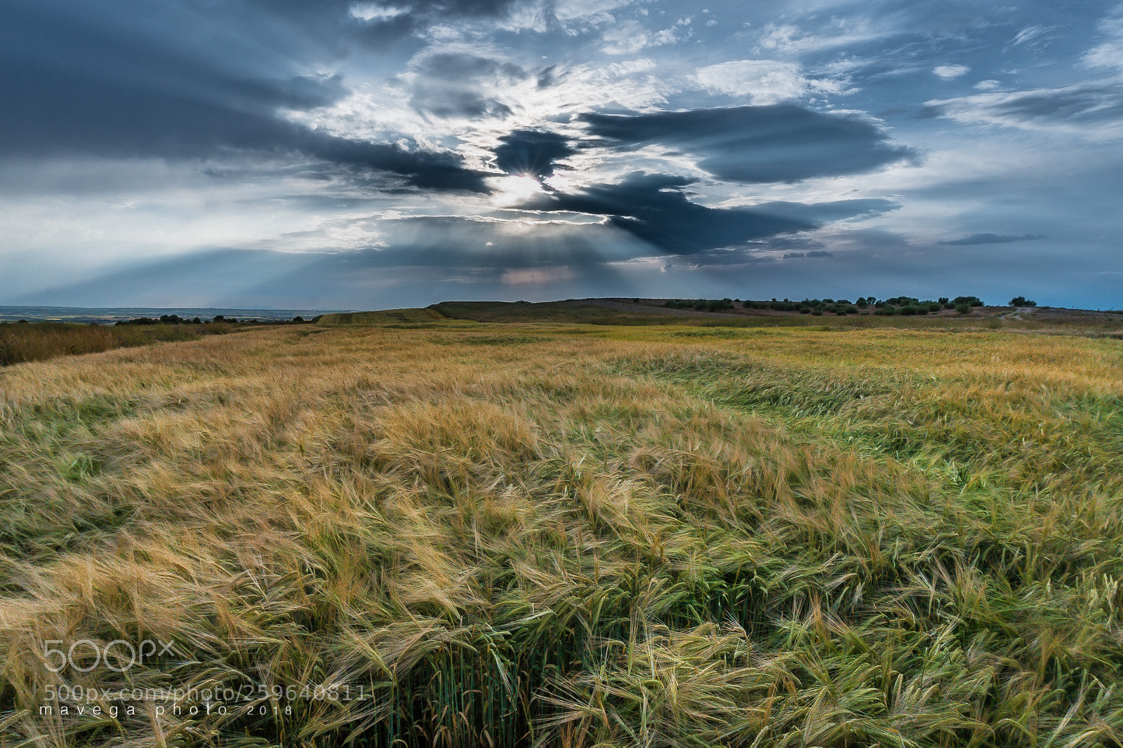 Sony a6300 sample photo. Ready for harvest photography