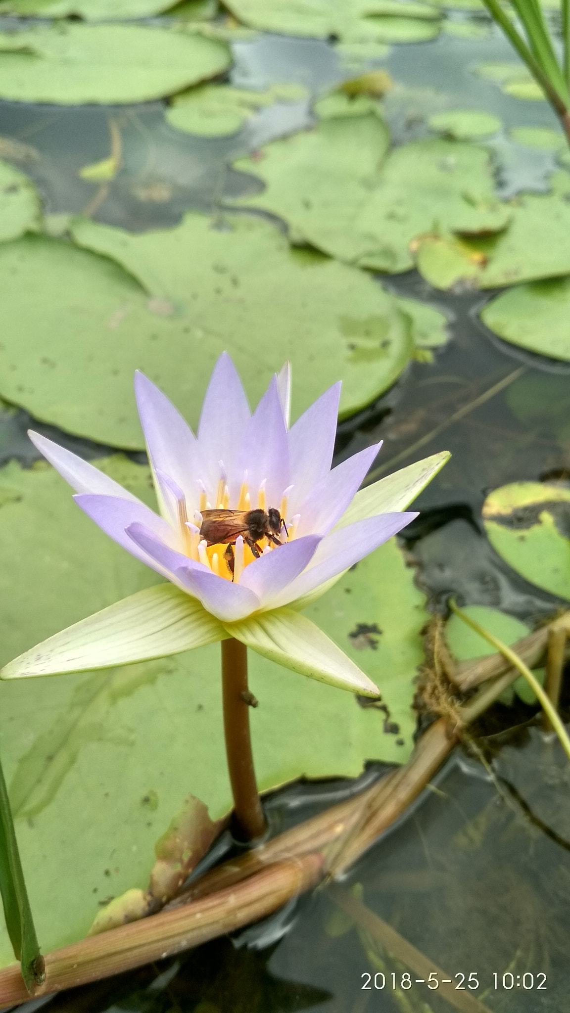 Xiaomi Redmi 4 Pro sample photo