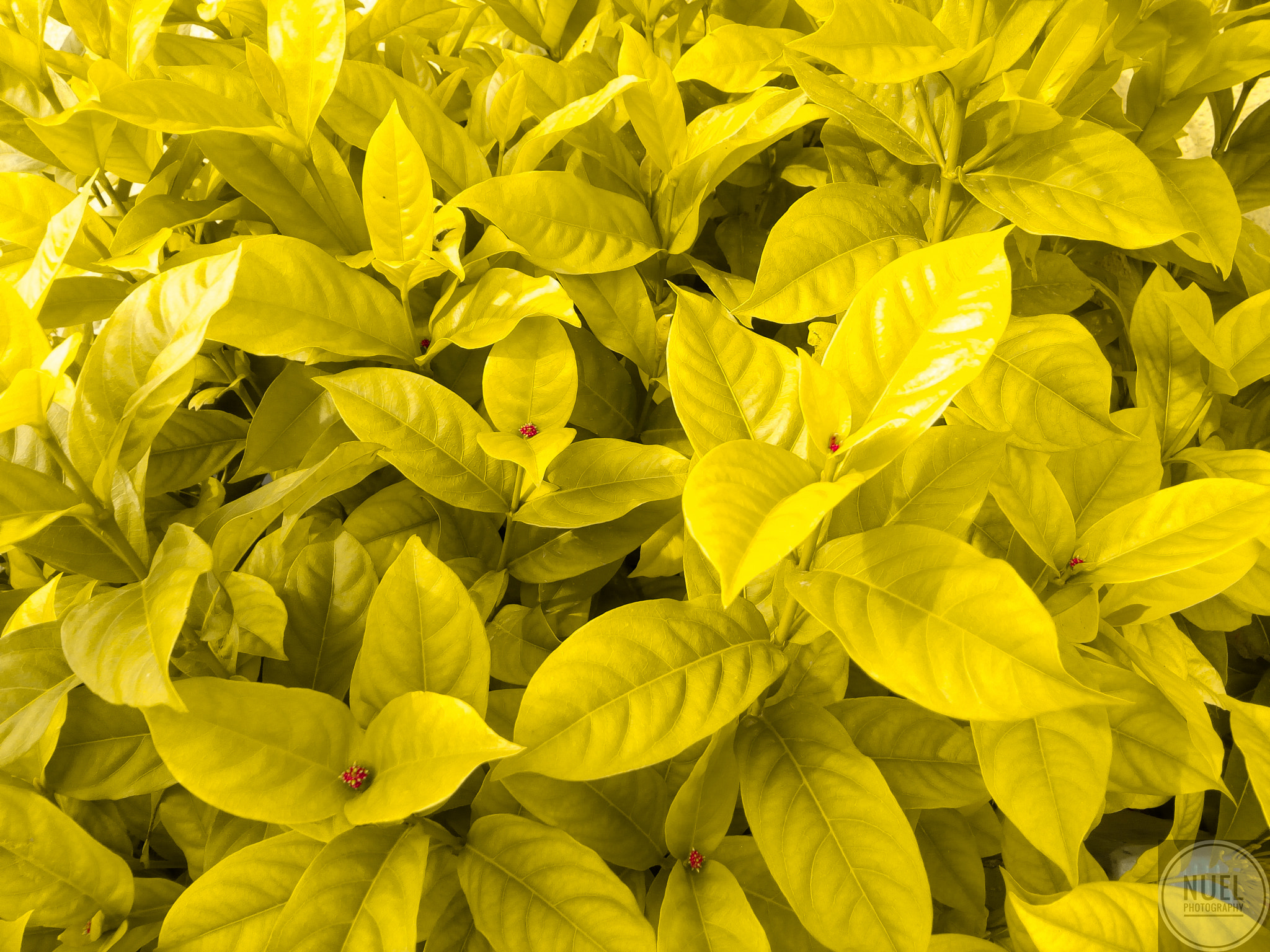 Infinix HOT 4 sample photo. Yellow photography