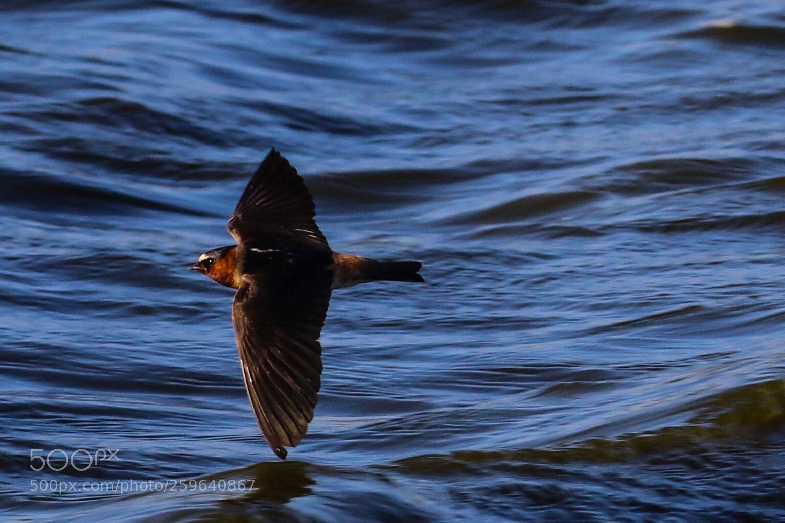 Canon EOS 7D Mark II sample photo. Swallow photography