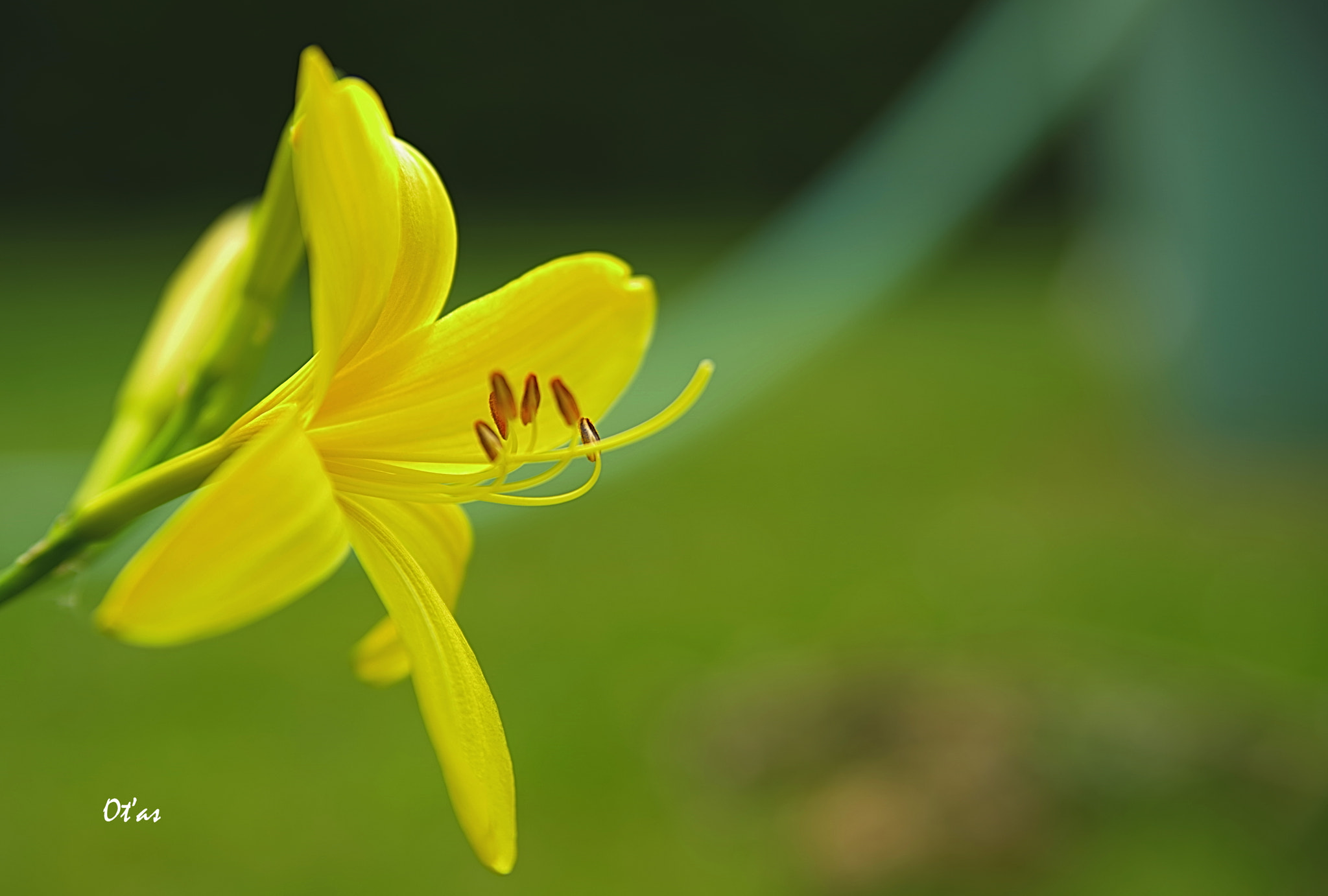 Pentax K-1 sample photo. Flower photography