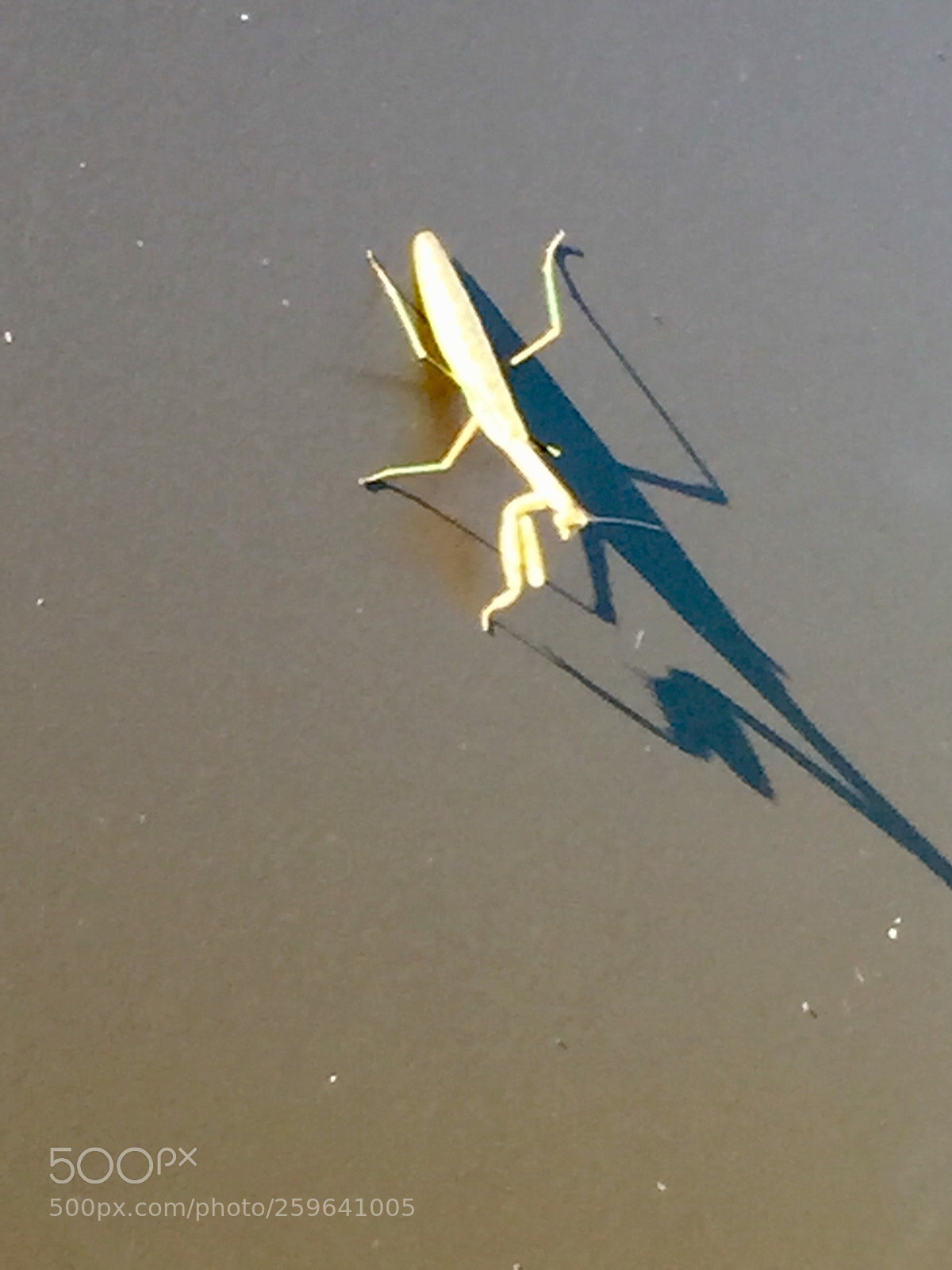 Apple iPhone 6 sample photo. The solitude of the photography