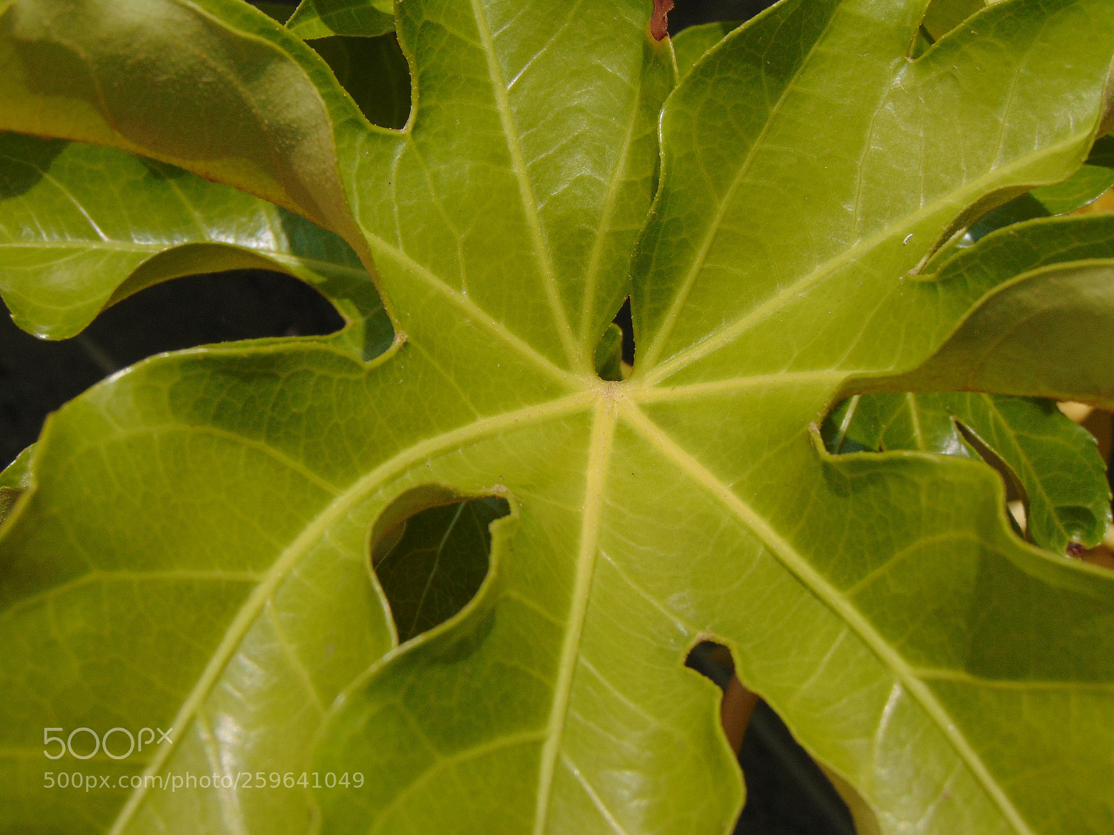 Sony Cyber-shot DSC-H300 sample photo. Dsc photography