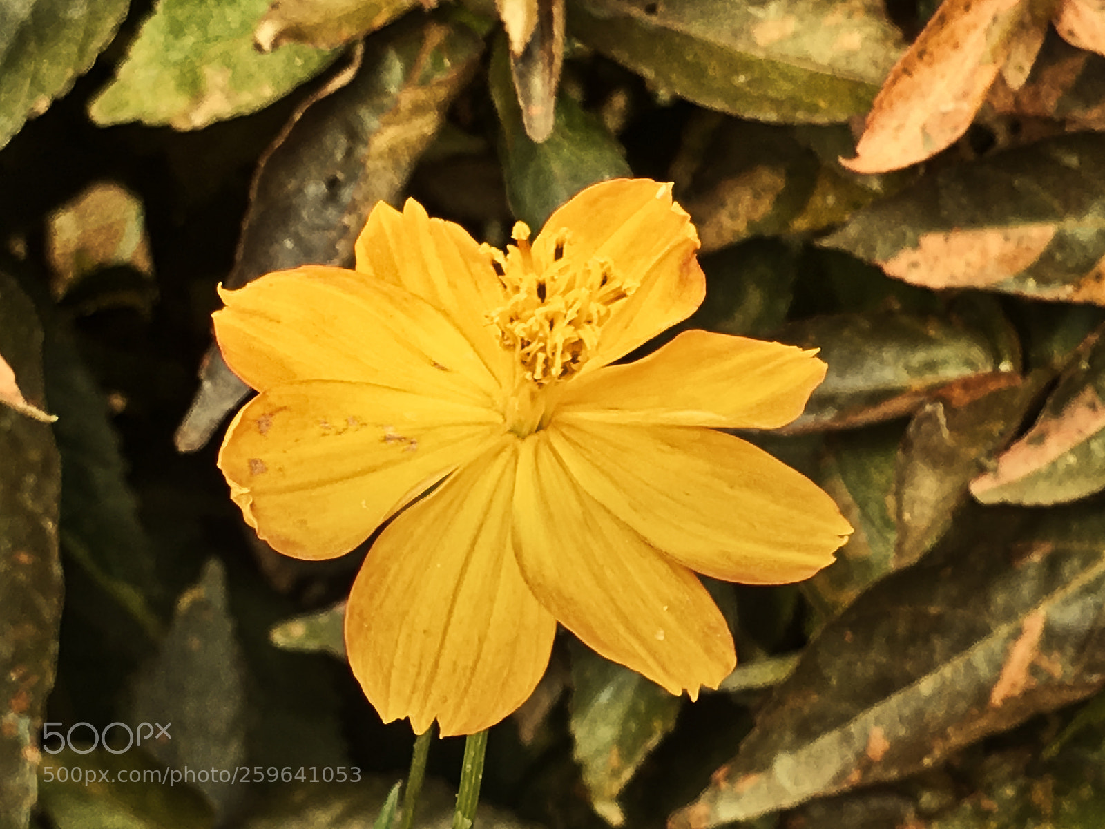 Apple iPhone SE sample photo. Garden photography photography