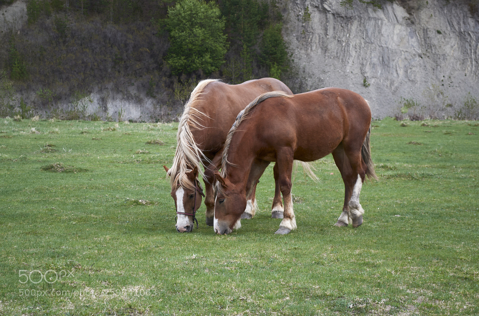 Nikon D3100 sample photo. Horses on the field photography