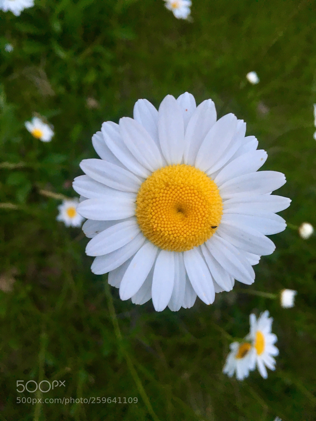 Apple iPhone 6s sample photo. Unbelievable white photography
