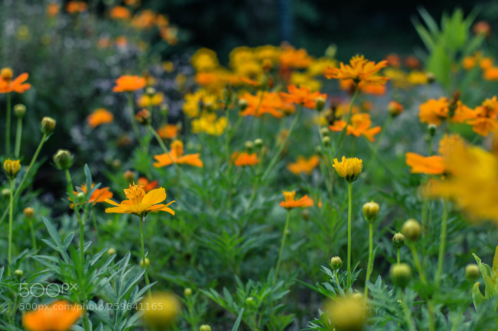 Nikon D3200 sample photo. Orange and yellow photography