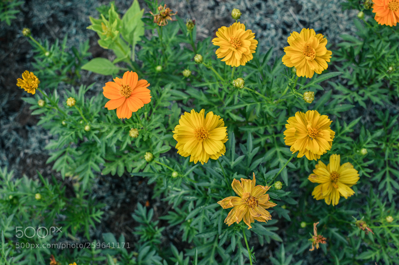 Nikon D3200 sample photo. Orange and yellow photography