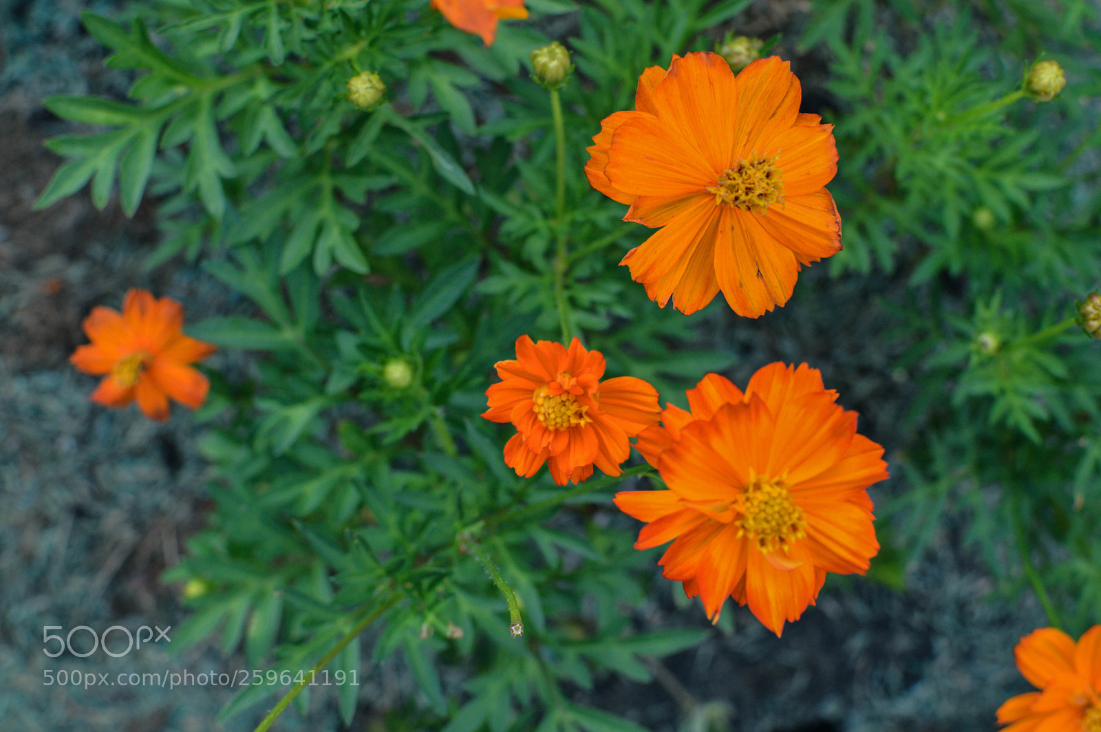 Nikon D3200 sample photo. Orange and yellow photography