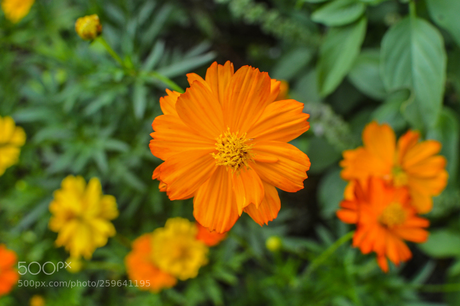 Nikon D3200 sample photo. Orange and yellow photography