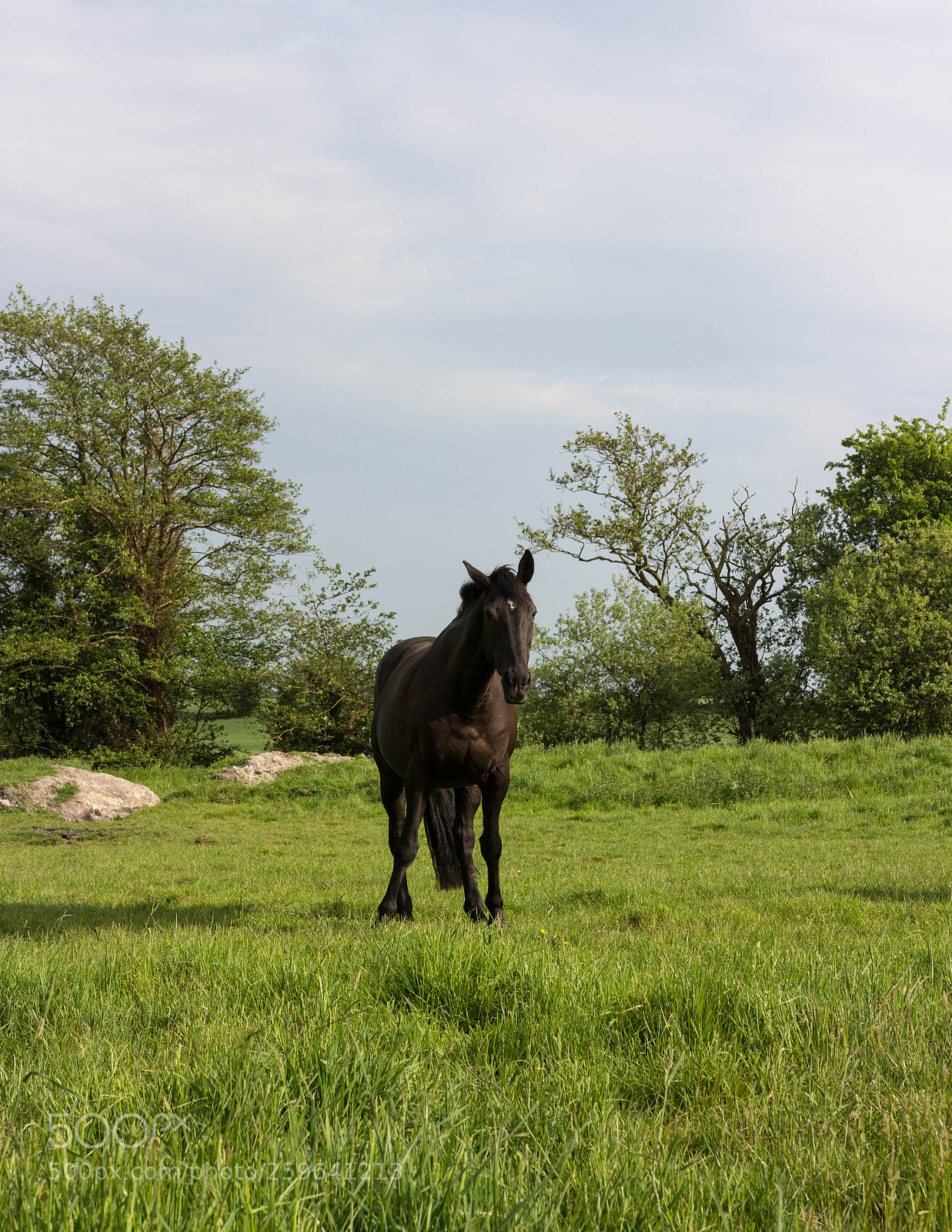 Canon EOS 60D sample photo. Horse photography