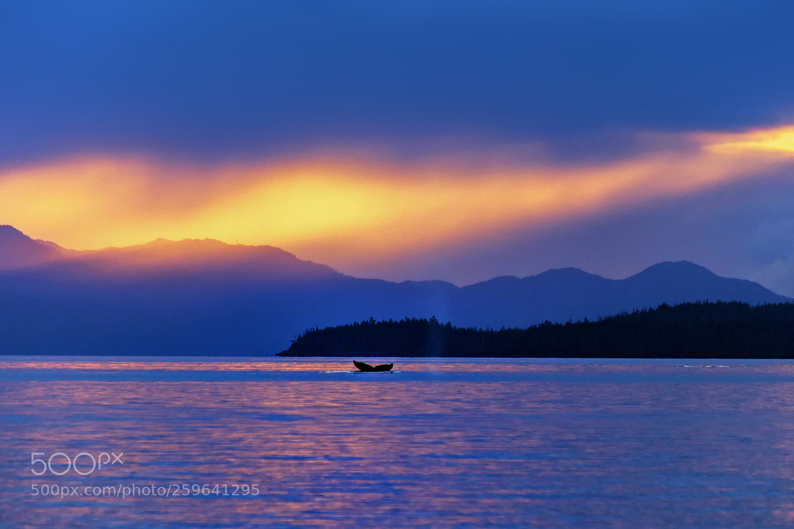Canon EOS 5D Mark II sample photo. Whale tail photography