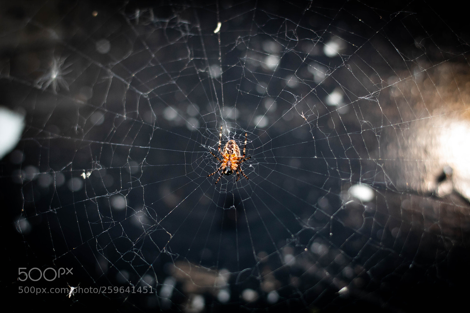 Canon EOS 1300D (EOS Rebel T6 / EOS Kiss X80) sample photo. Spider in web photography