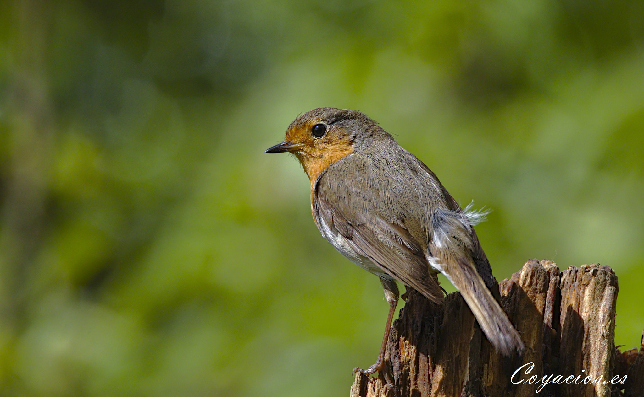 Canon EOS 7D Mark II sample photo. Petirrojo (erithacus rebecula) photography