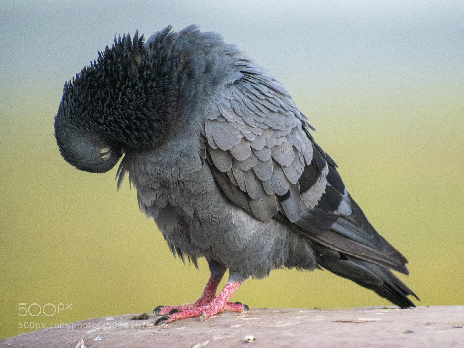 Nikon D5300 sample photo. Pensive !!!! photography