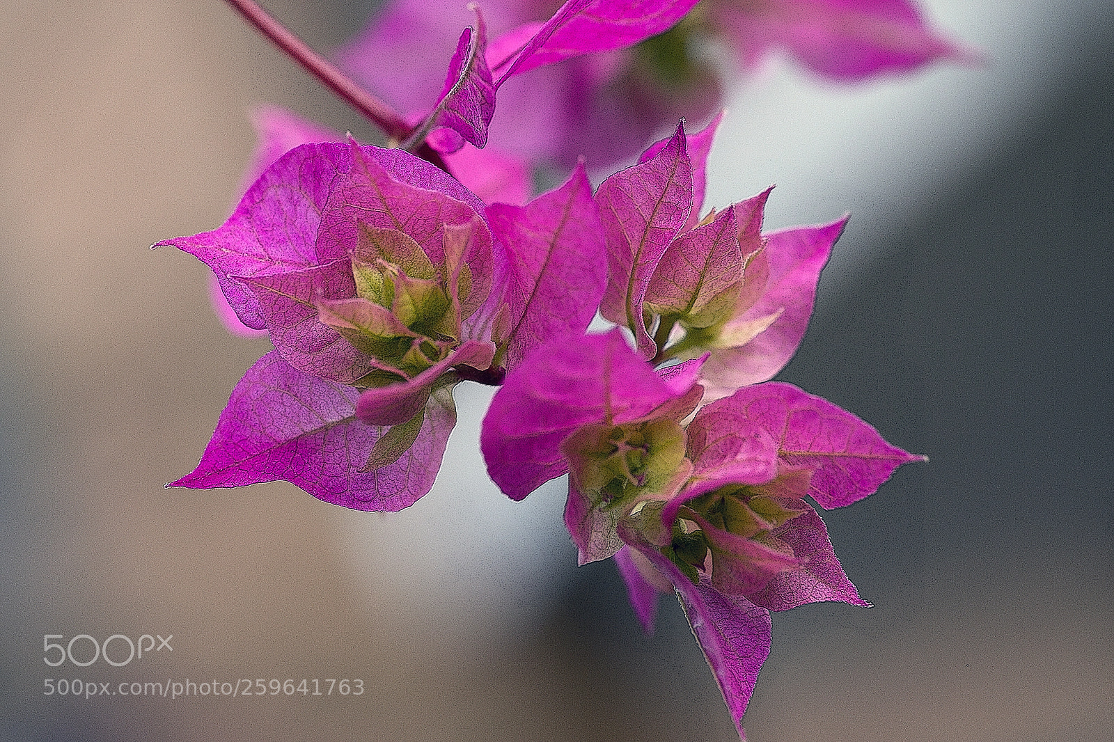 Canon EOS 6D sample photo. Bougainvillea photography