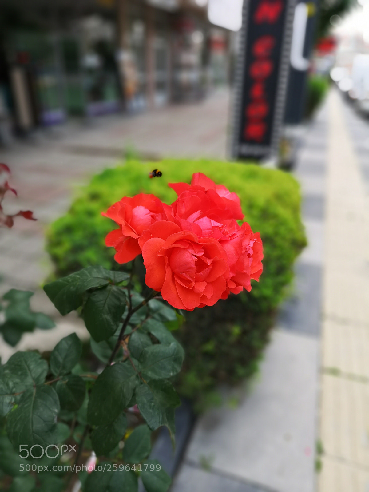 HUAWEI CLT-L09 sample photo. Untitled photography