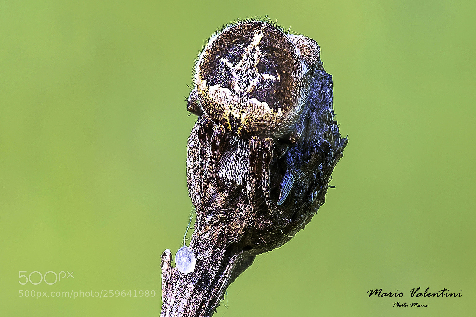 Nikon D750 sample photo. The art of camouflaging photography