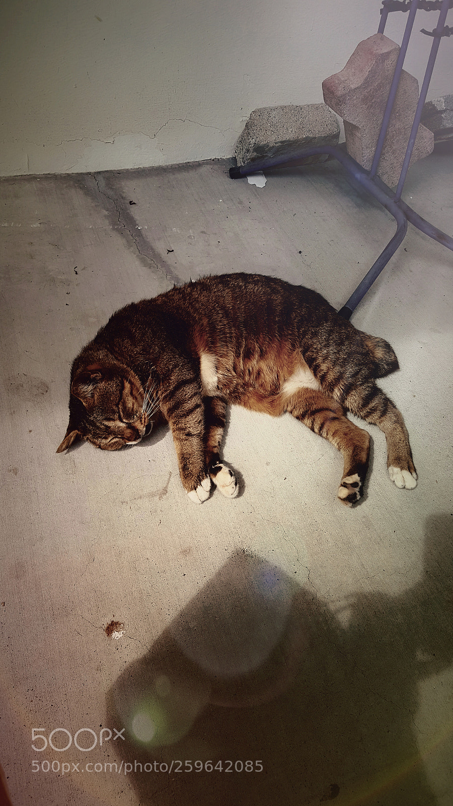 Samsung Galaxy S6 sample photo. Meow photography