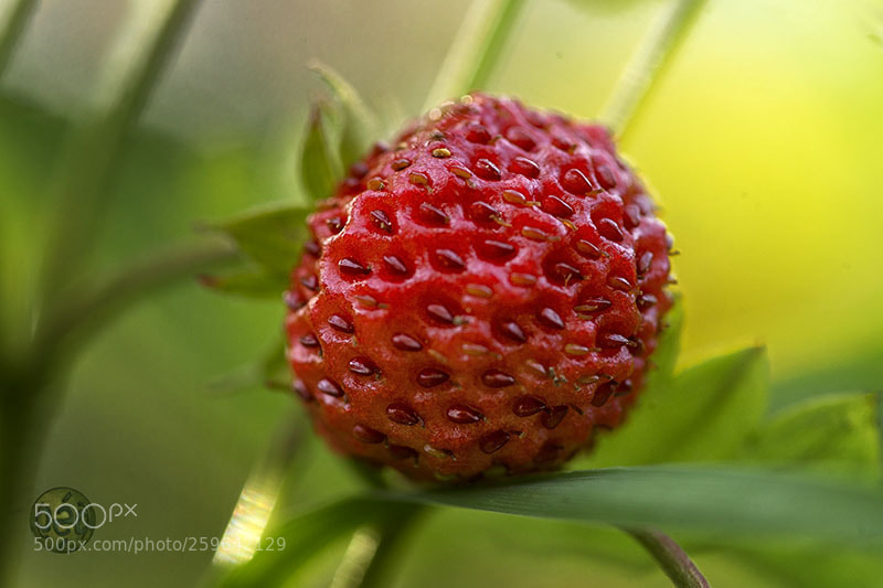Sony SLT-A99V sample photo. Fraise photography
