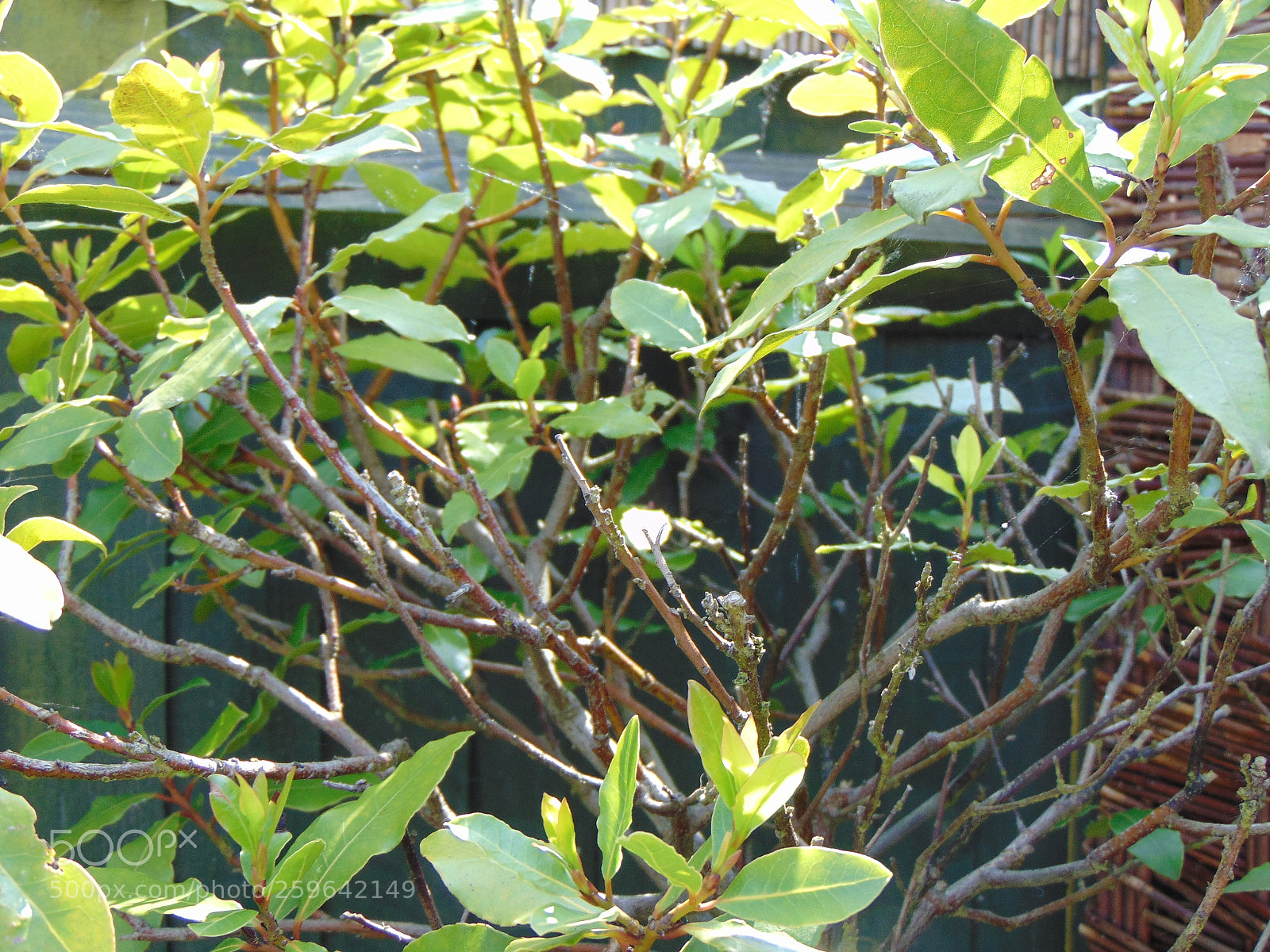 Sony Cyber-shot DSC-H300 sample photo. Dsc photography