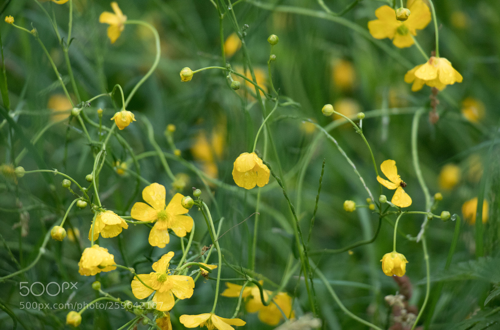 Canon EOS 80D sample photo. Yellow flowers photography
